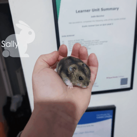 Hamsters as Pets Small Animal Management 130.4(c)4C. - ppt download